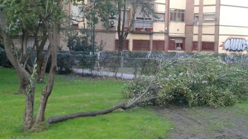 Árbol caído en la calle de Valle Inclán, 59