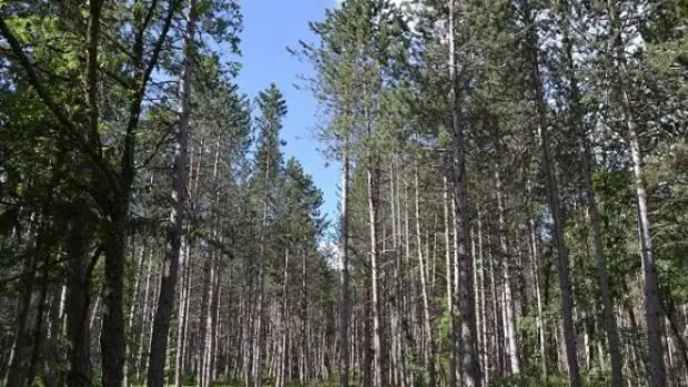 El plan de la Xunta habilita la creación de la Axencia Galega de Industria Forestal