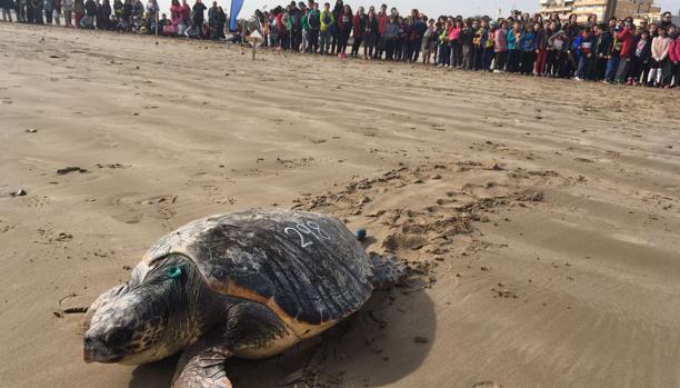 Imagen de la suelta de tortugas realizada este viernes