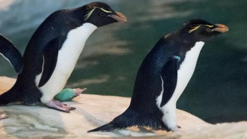 Ninja y Flipper, pareja de pingüinos salta rocas