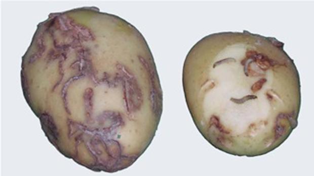 Patatas afectadas por las galerías de la «polilla guatemalteca»