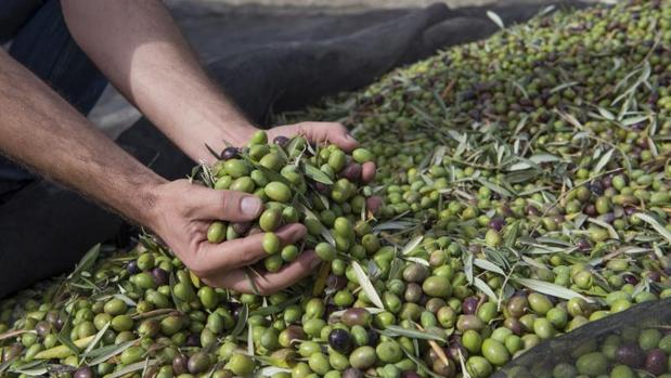 La producción de aceite de oliva en Castilla-La Mancha baja un 8% por las heladas