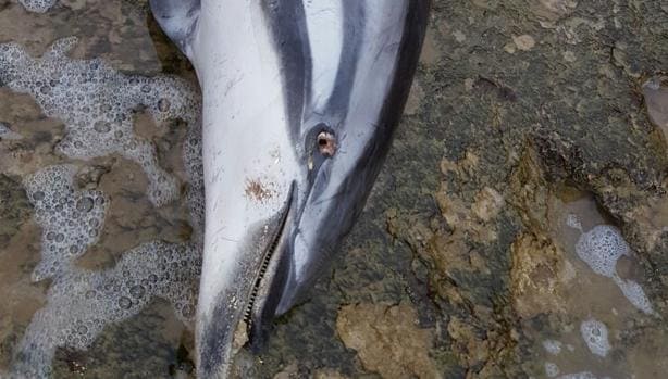 Imagen del delfín hallado muerto este lunes