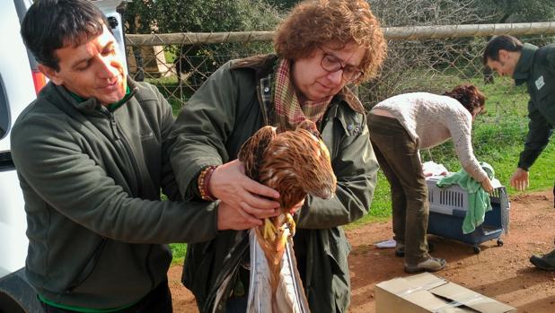 La delegada de Agricultura en Ciudad Real ha procedido a la suelta del milano