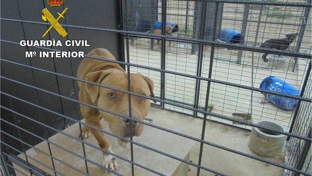 Localizan un criadero ilegal de perros peligrosos sin vacunación ni microchip en Crevillente