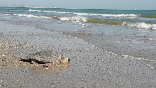 Imagen de una de las tortugas recuperadas en el Oceanogràfic de Valencia