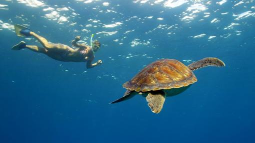 Ocnio marino en El Hierro