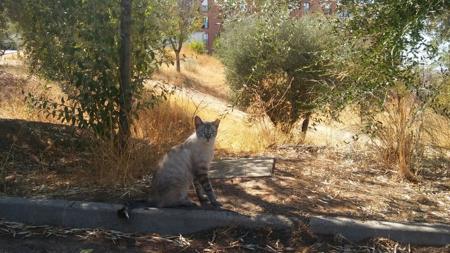 Vainilla, un precioso gato que ya está esterilizado