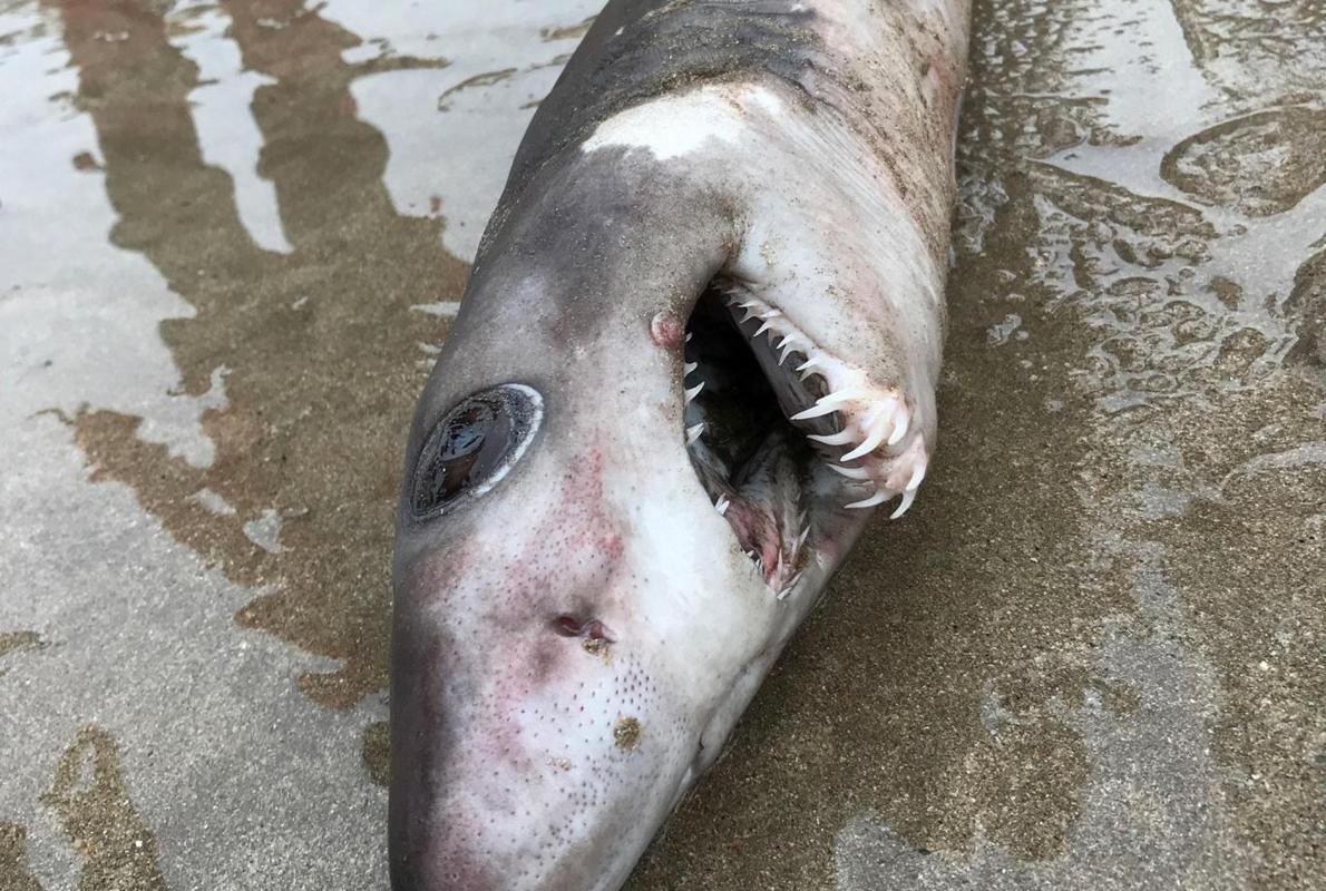 El tiburón cocodrilo encontrado