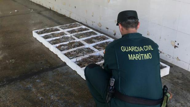 Pulpo incautado por la Guardia Civil