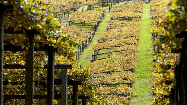 Los vinos de las Rías Baixas disparan sus ventas al exterior en un 12 por ciento