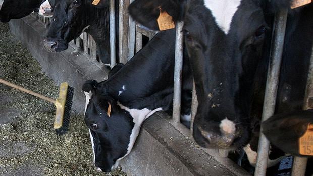 Confirmado un caso «atípico» de mal de las «vacas locas» en una explotación salmantina