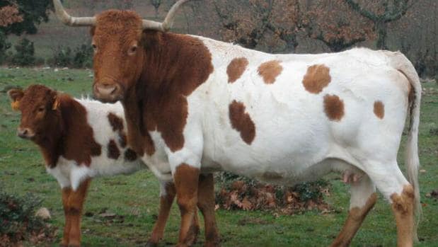Brazatortas y la vaca berrenda, en peligro de extinción