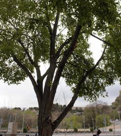 Sujetan con cuerdas de montaña las ramas de un árbol