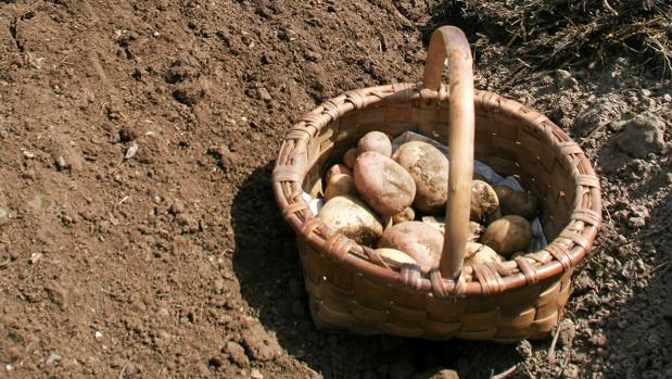 Cesta de patatas cosechadas en una huerta de Lugo