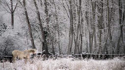 Nieve en La Cepeda (León)