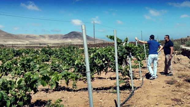 La isla recupera las cepas antiguas centenarias que estaban abandonadas