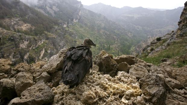 Ejemplar de quebrantahuesos liberado en la Sierra de Cazorla
