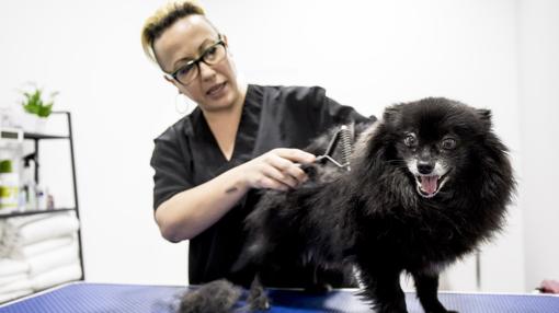 Uno de los perros en el spa canino de Pop Dog, en Valencia