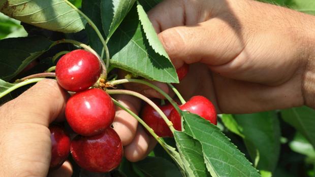 La recogida de la cereza abre la campaña de la fruta en Aragón