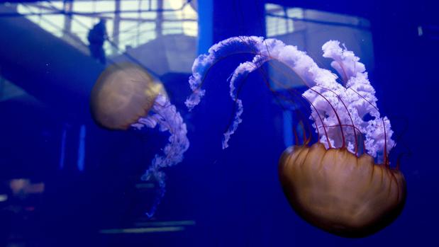 Imagen de unos ejemplares de medusas «Ortiga del Pacífico», visibles en uno de los tanques del Oceanogràfic