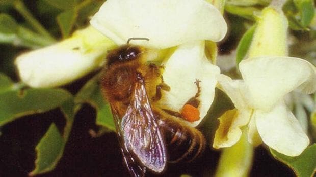 Un nejemplar de abeja negra canaria
