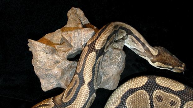 Ejemplar de serpiente pitón, en una imagen de archivo