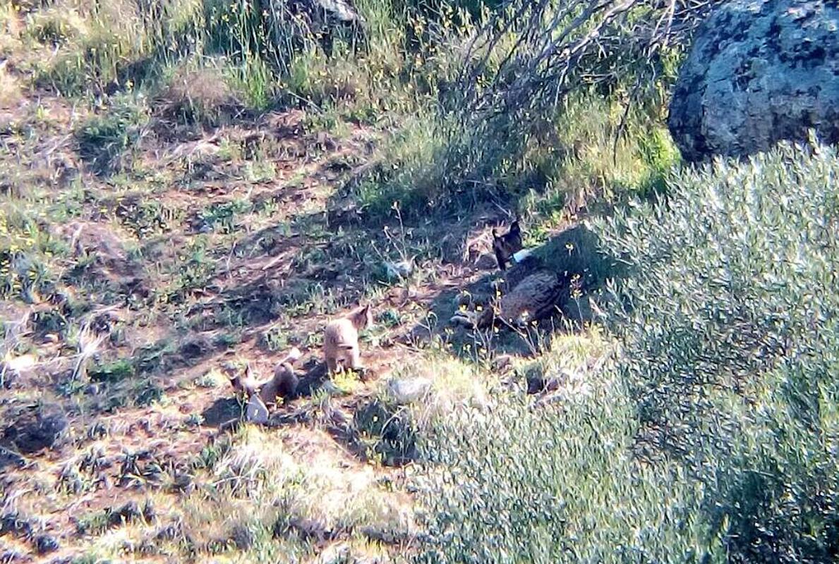 La madre, Malvasía, con dos cachorros