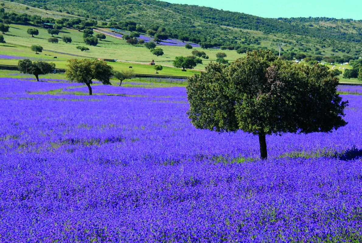 Primavera en Cabañeros