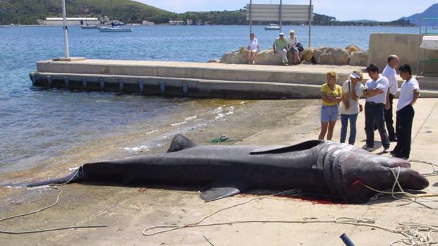 Imagen de archivo de un tiburón peegrino en las costas españolas