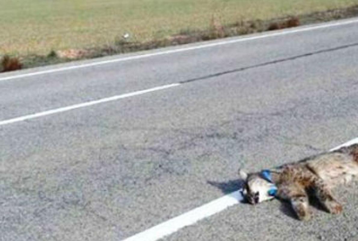 Imagen de un lince atropellado en la carretera