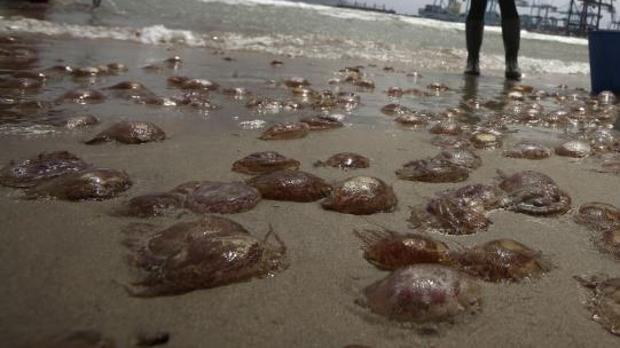 Dos paseantes observan el manto de medusas en la playa del Arenal de Jávea