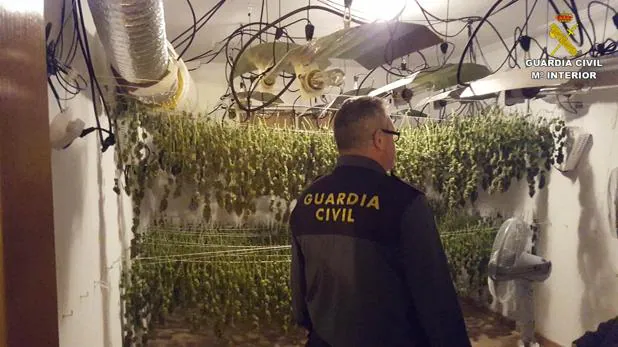 Un agente inspecciona las instalaciones donde hallaron marihuana