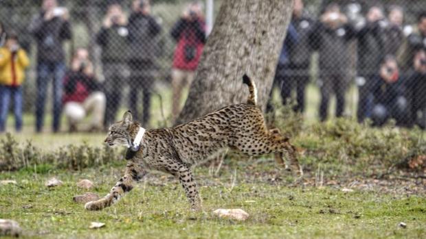 Encuentran una cría de lince muerta en Mazarambroz