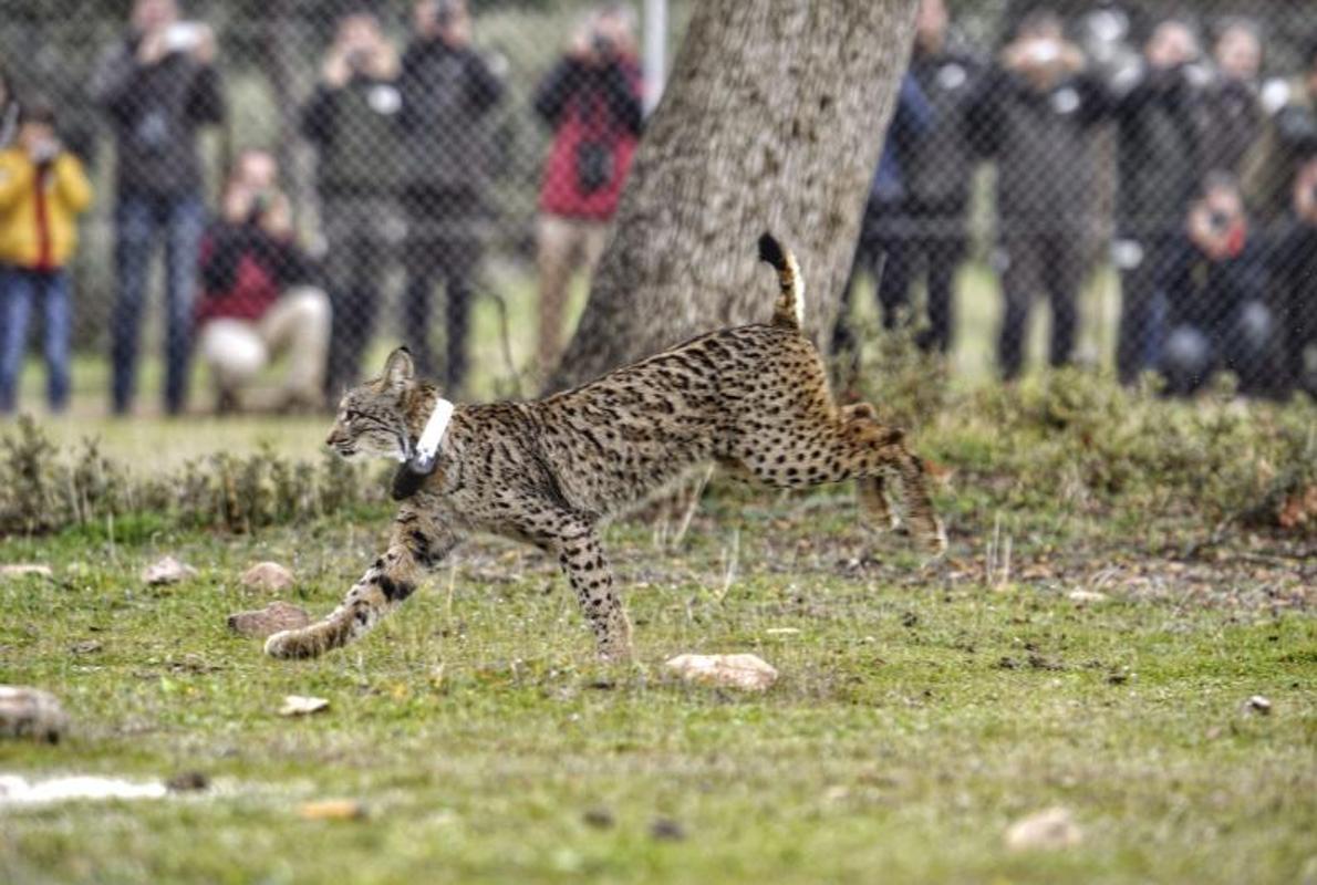 Suelta de lince en la finca «El Castañar», en 2015