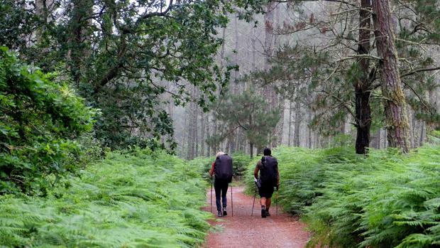 Un peregrino discurre entre la naturaleza en una de las etapas del Camino de Santiago