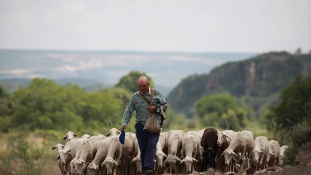 El sector del ovino lleva años en acusado declive en Aragón