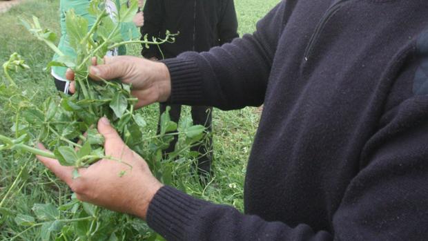 Un agricultor muestra los daños ocasionados por el pedrisco en sus cultivos