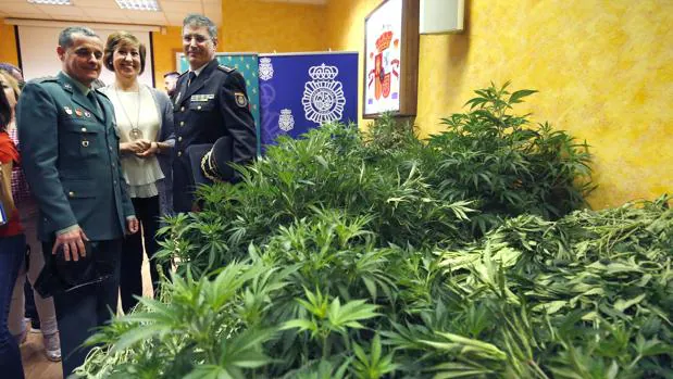 Seis detenidos y 560 plantas de marihuana incautadas en Segovia
