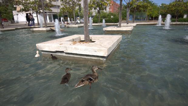 Vecinos de Valdebernardo hacen guardias nocturnas para salvar a una familia de patos