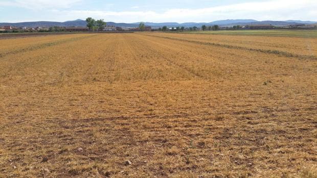 Campos arruinados: es la estampa que ofrecen a estas alturas del año fincas de secano en varias zonas de Aragón azotadas por la falta de lluvias
