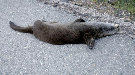 Ya son 18 ejemplares de esta especie los atropellados en esa carretera