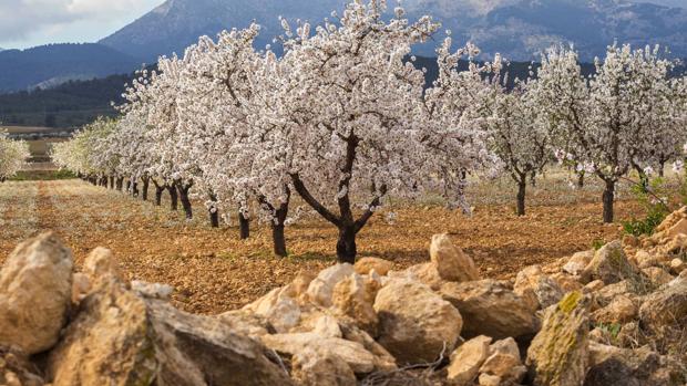 El precio al que se cotiza la almendra ha hecho proliferar las plantaciones de estos árboles