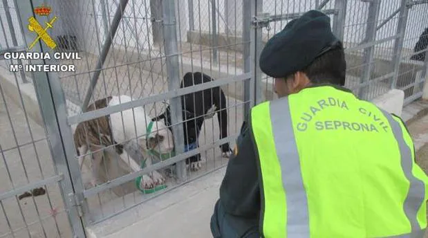 El juez envía a prisión al dueño de los cinco perros que mataron a un hombre en Beniarbeig