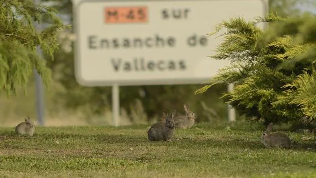 Conejos vallecanos para salvar al lince ibérico