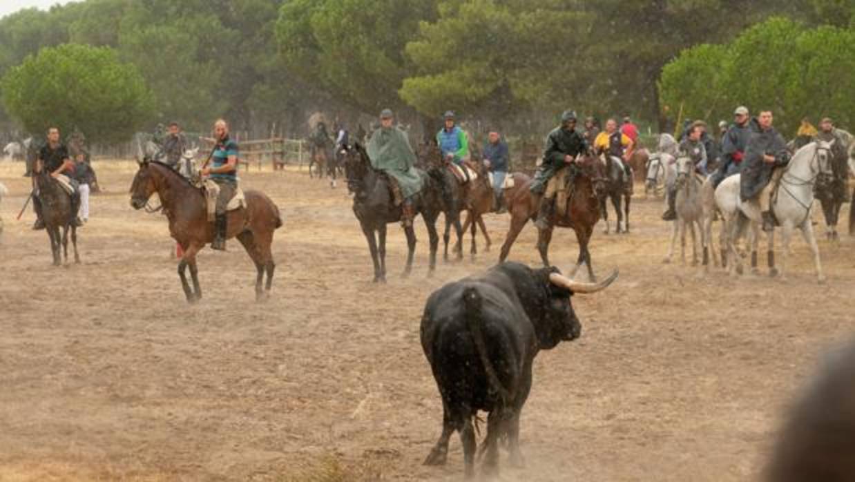 Tordesillas celebró el pasado septiembre el primer Toro de la Peña tras el decreto-ley que prohibía la muerte del animal