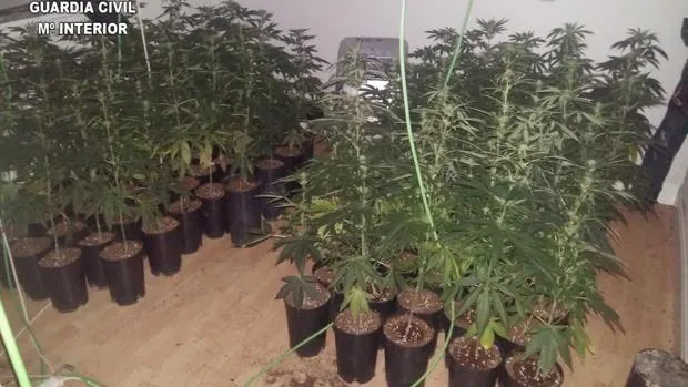 Algunas de las plantas de marihuana incautadas al joven de Uceda