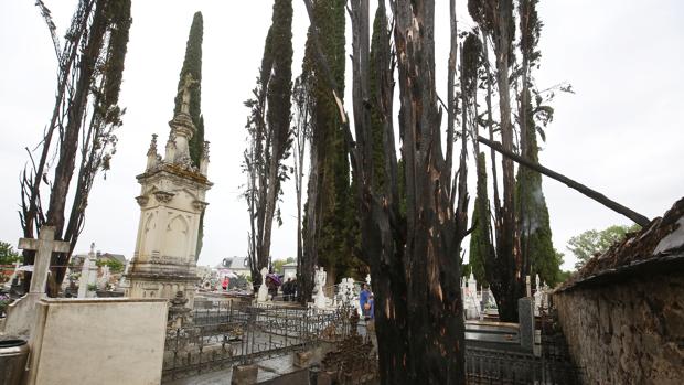 Cipreses afectados por el incendio provocado por un rayo en Cacabelos (León)