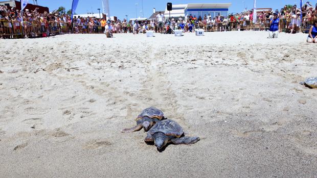 El Oceanogràfic libera tres tortugas recuperadas en sus instalaciones