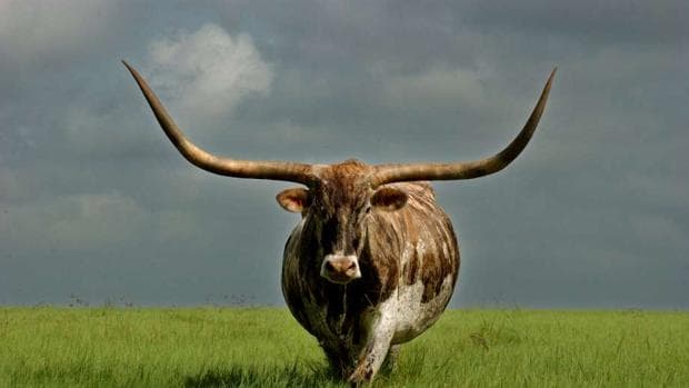 Un ejemplar de vaca norteramericana de Texas